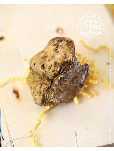 VIT TRYFFEL, Tuber magnatum, per kg
