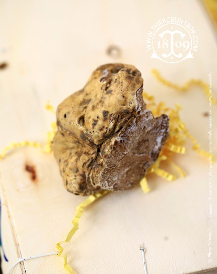 VIT TRYFFEL, Tuber magnatum, per kg