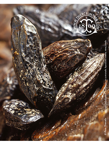 FAVE TONKA, intere, scatola vuota da 20 kg, sfuse