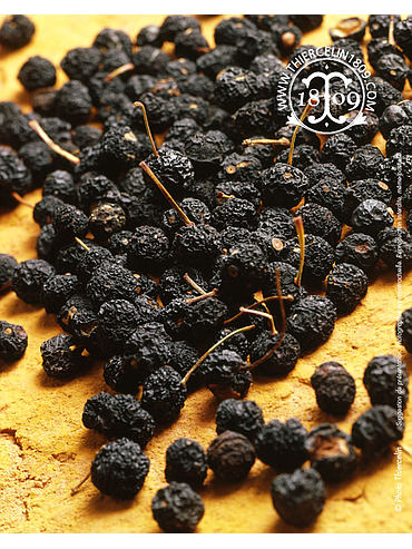 TASMANISCHER PFEFFER, getrocknete Früchte, Großkarton kg