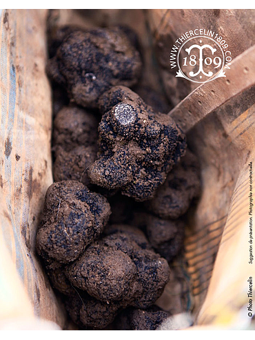 FRISCHE SCHWARZE TRÜFFEL, EXTRA-QUALITÄT > 20 G, Tuber melanosporum, vakuumverpackt pro Kilo