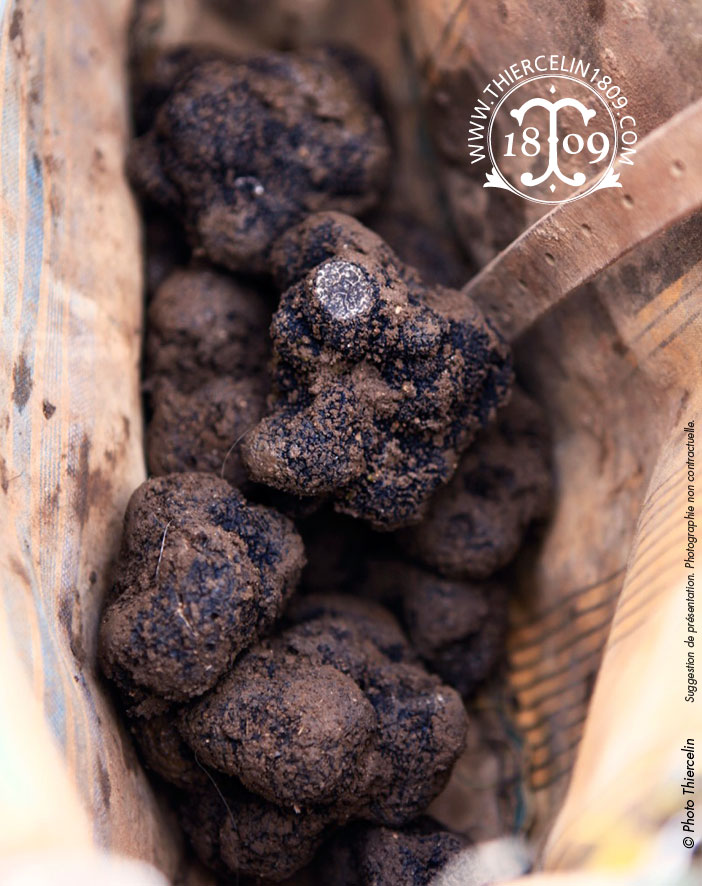 VERSE ZWARTE TRUFFELS, EXTRA KWALITEIT &gt; 20 G, Tuber melanosporum, vacuüm verpakt per kilo