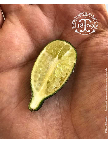 CITRON CAVIAR, frais entier, barquette de 100 g