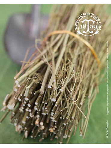 FENNEL BRANCHES, whole dried, perforated plastic bag, 500 g 